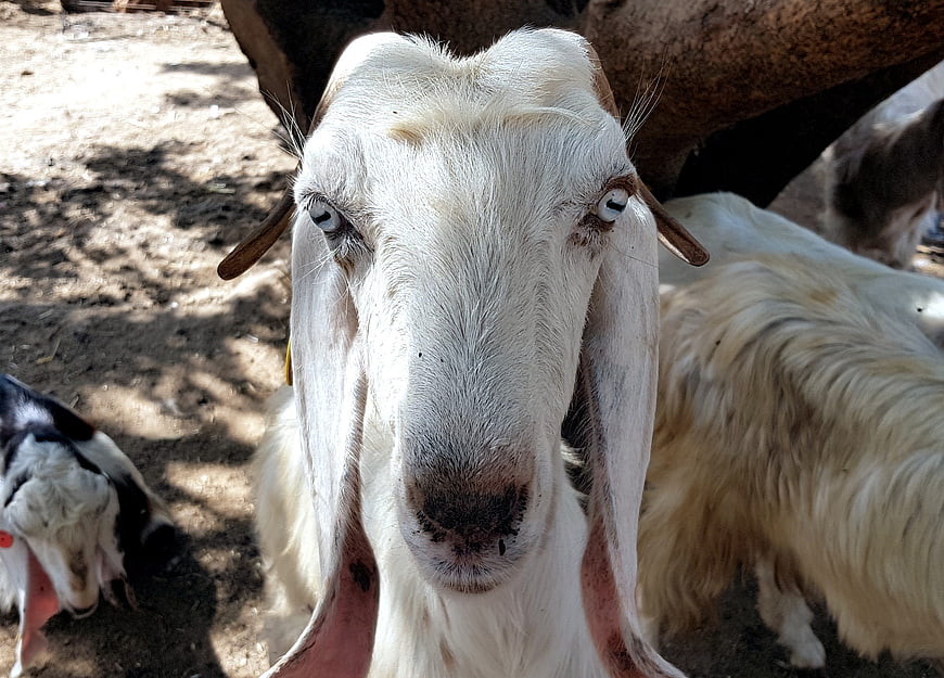 Close-up portrait of a white goat with long ears in a rural farm setting