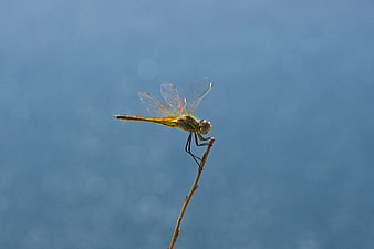 Yellow dragonfly perched on a twig against a blue background