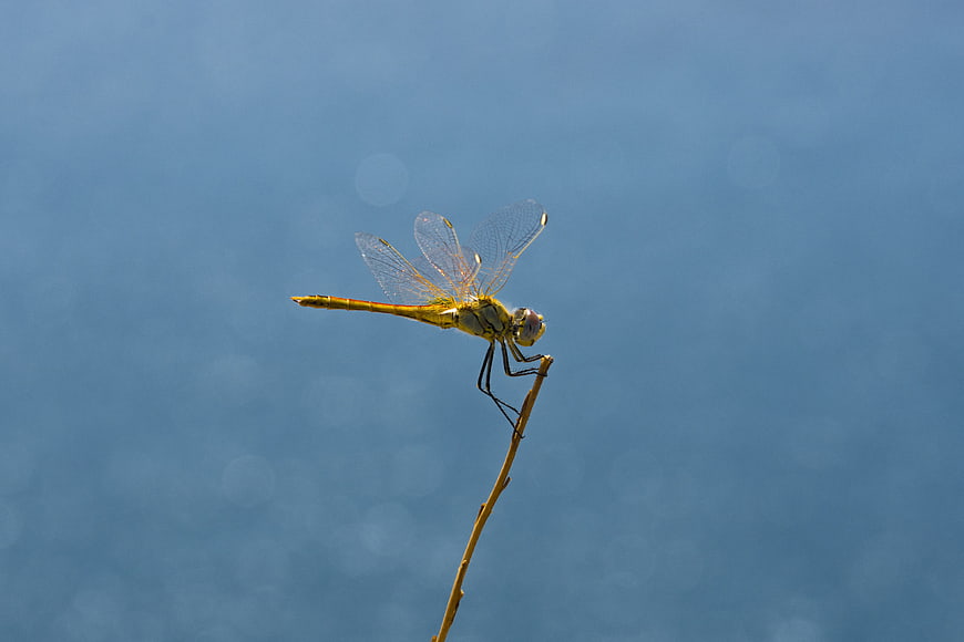 Yellow dragonfly perched on a twig against a blue background