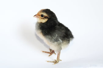 Young Black and White Chick Standing on White Background