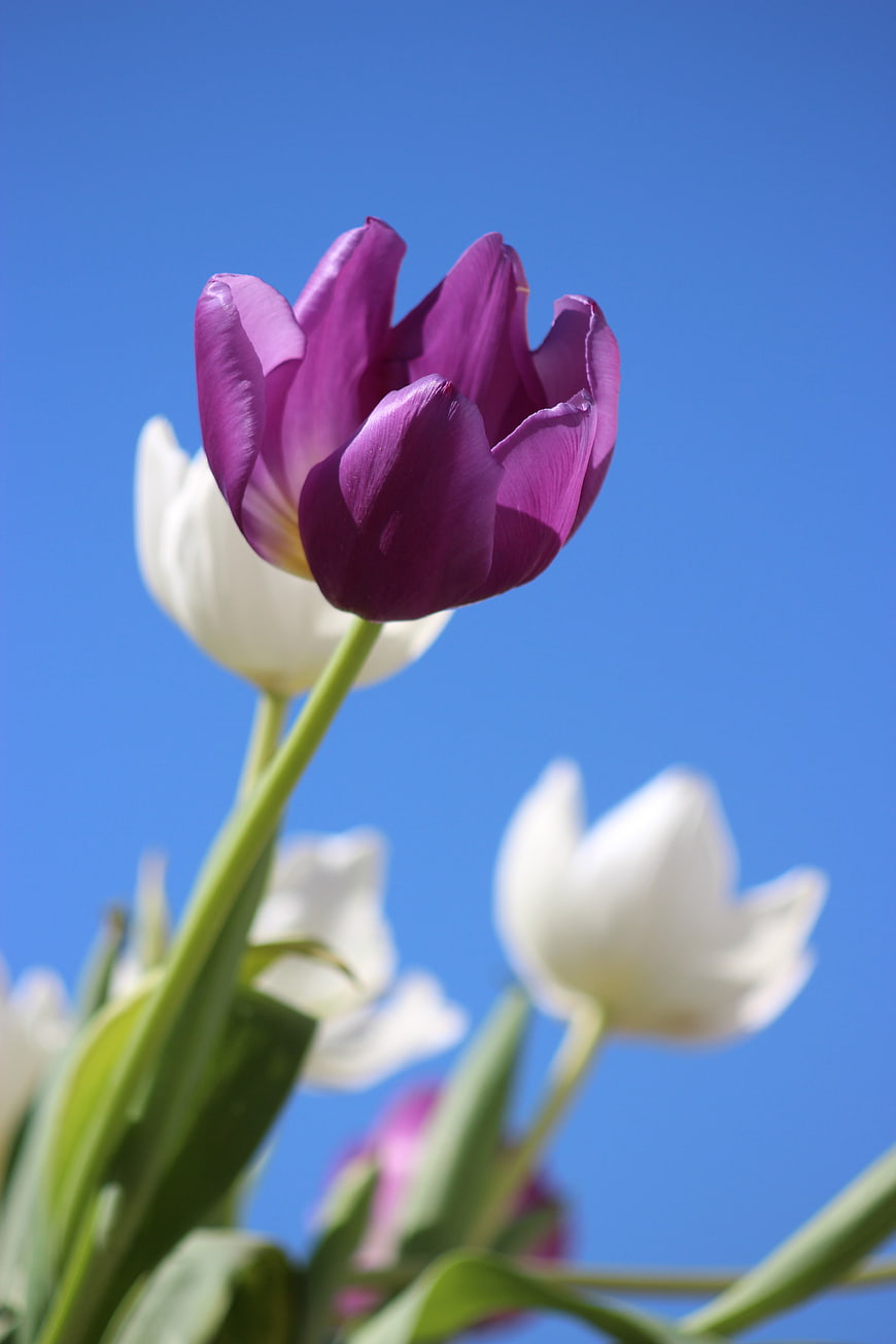 Purple Tulip Close-Up Against Blue Sky