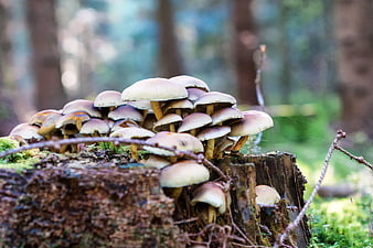 Cluster of wild mushrooms growing on a mossy tree stump in forest
