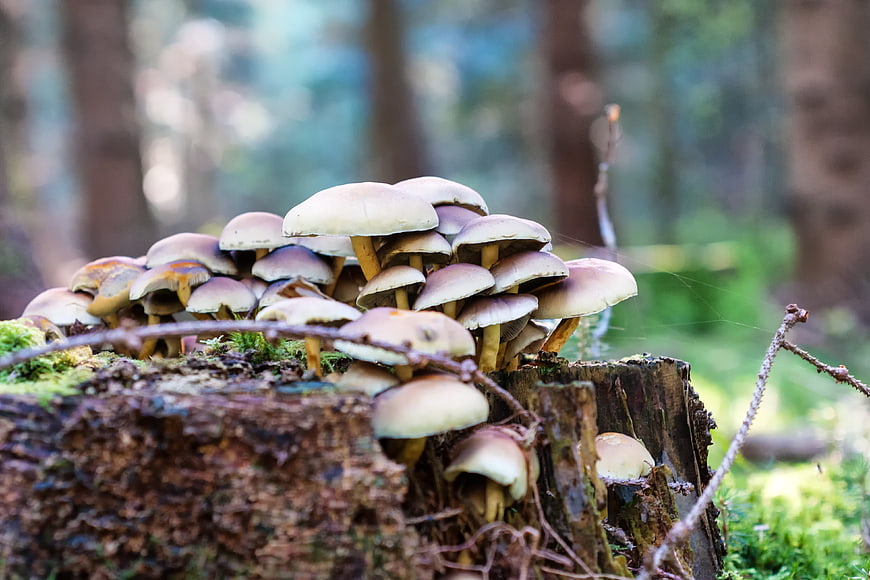 Cluster of wild mushrooms growing on a mossy tree stump in forest