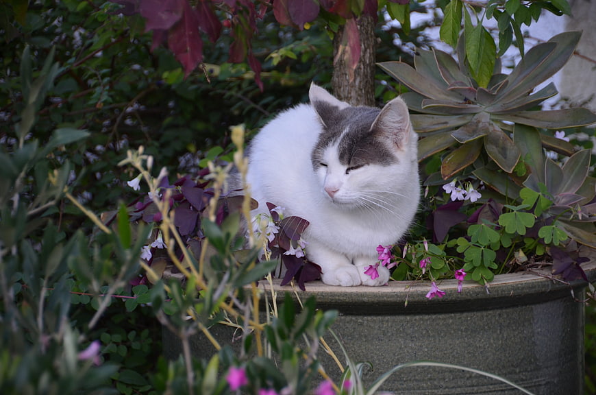 White and gray cat resting in a garden planter