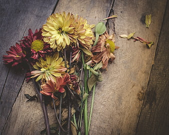 Wilted dahlias on rustic wooden table background