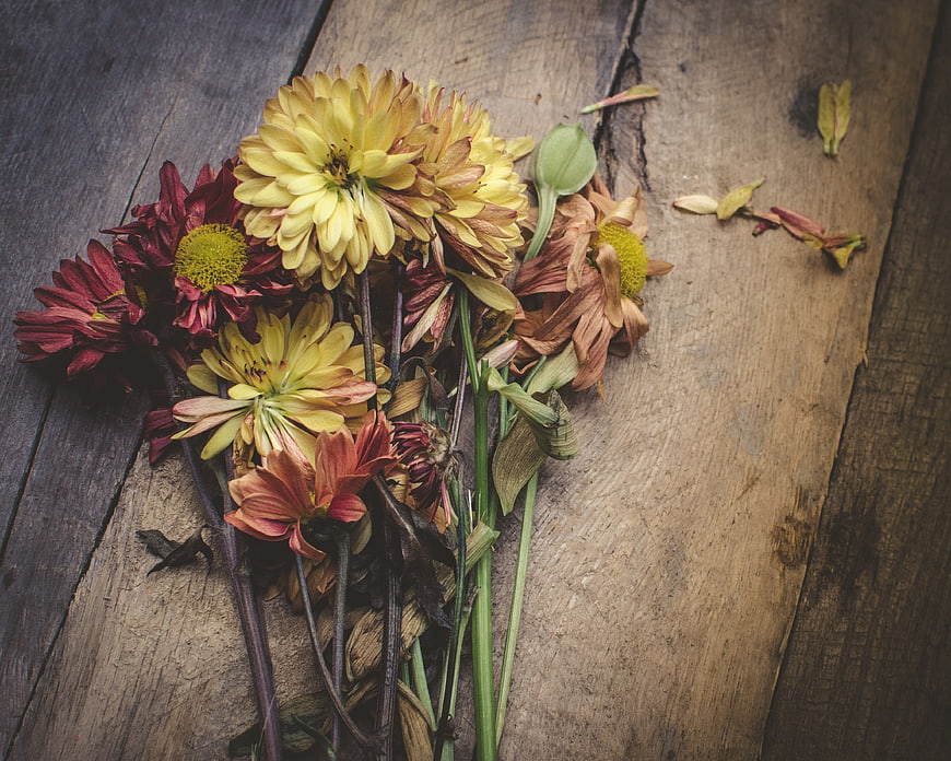 Wilted dahlias on rustic wooden table background