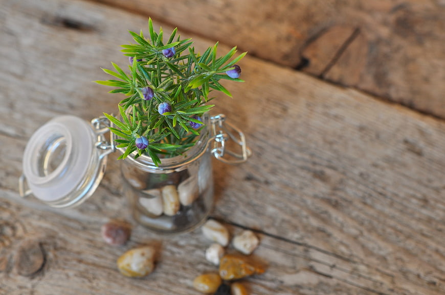 Rosemary sprig in glass jar on rustic wood background