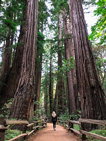 Woman hiking on path through giant redwood forest