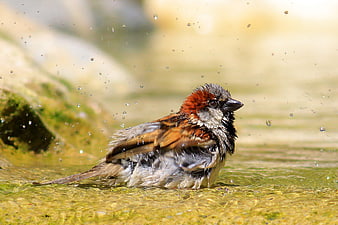 Male House Sparrow Bathing in Shallow Water with Splashes