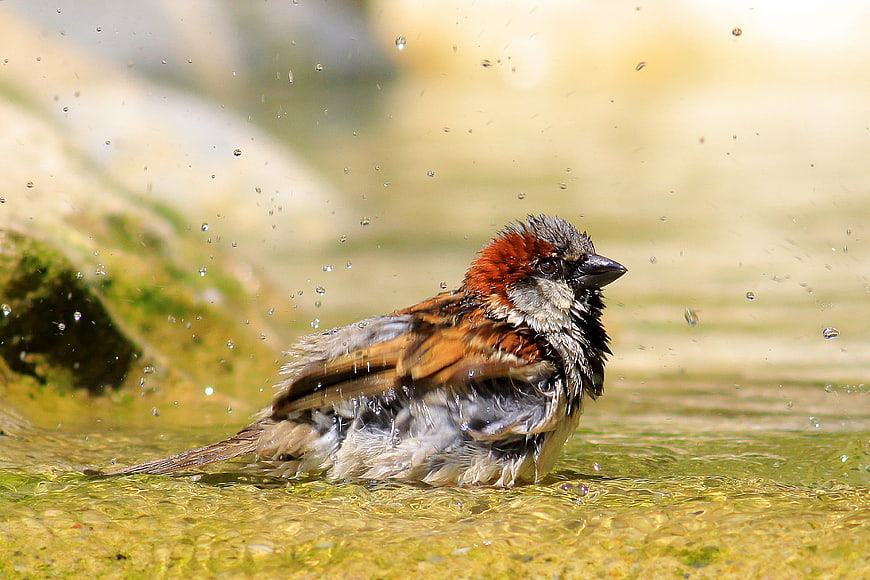 Male House Sparrow Bathing in Shallow Water with Splashes