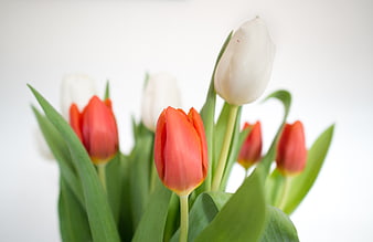 Fresh Red and White Tulips in a Spring Bouquet