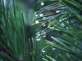 Close-up of pine needles with raindrops in nature