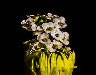 Macro of white flowers on green stem against black background