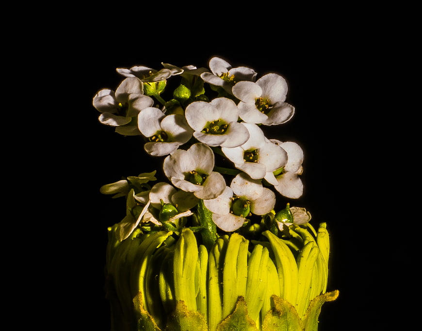 Macro of white flowers on green stem against black background