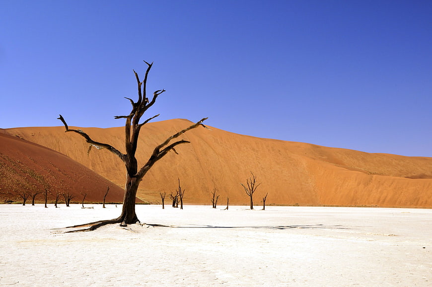 Dead Tree in White Clay Pan with Orange Sand Dunes