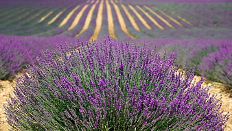 Vibrant Lavender Field with Rolling Hills and Rows