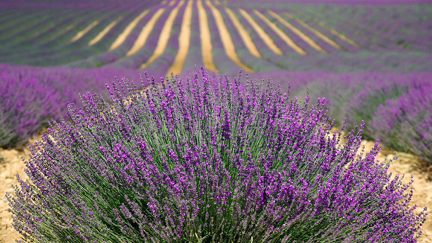 Vibrant Lavender Field with Rolling Hills and Rows