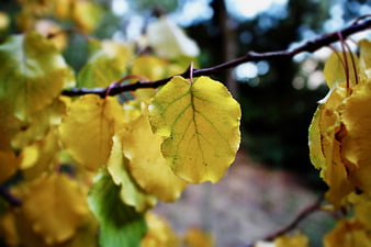 Close-up of yellow autumn leaves on a tree branch