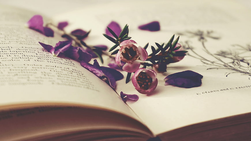 Purple flowers on open vintage book pages