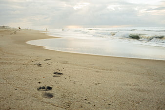 Dog Paw Prints on Sandy Beach Shoreline with Ocean Waves