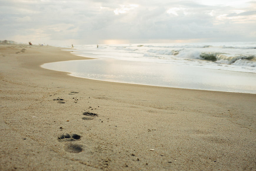 Dog Paw Prints on Sandy Beach Shoreline with Ocean Waves