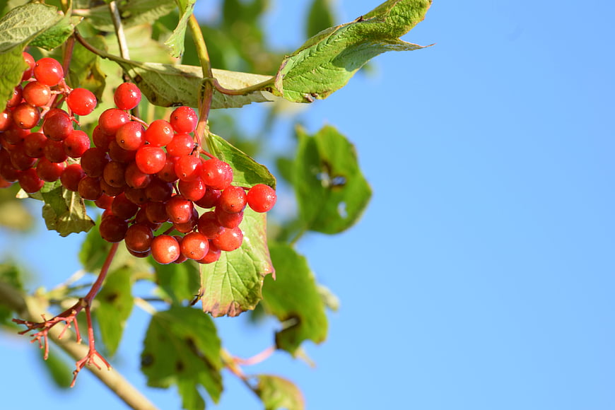Red Berries on Branch Against Blue Sky