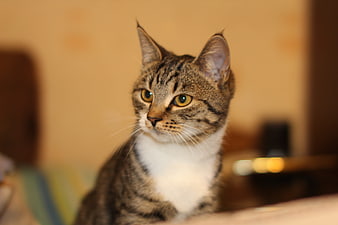 Close-up portrait of a tabby and white cat looking away