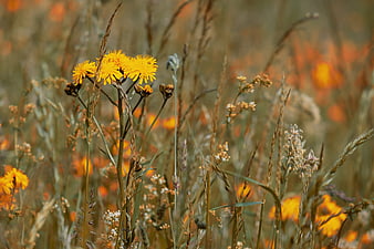 Yellow Wildflowers In Dry Meadow Grasses