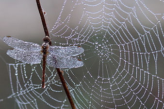 Dragonfly on Dewy Spider Web Close-Up