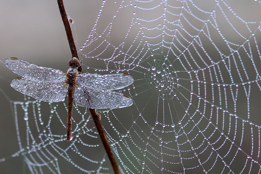 Dragonfly on Dewy Spider Web Close-Up