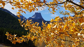Golden Aspen Leaves Framing Majestic Mountain Peak in Autumn