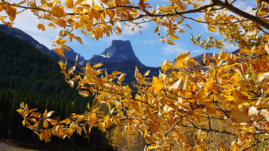 Golden Aspen Leaves Framing Majestic Mountain Peak in Autumn