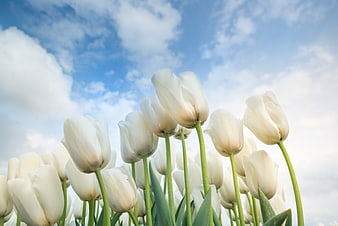 White tulips blooming against a blue sky with clouds