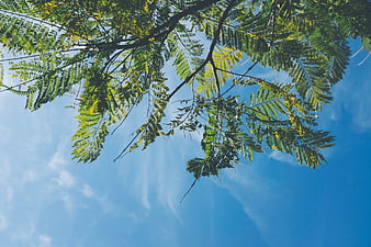 Green tree branches against a bright blue sky