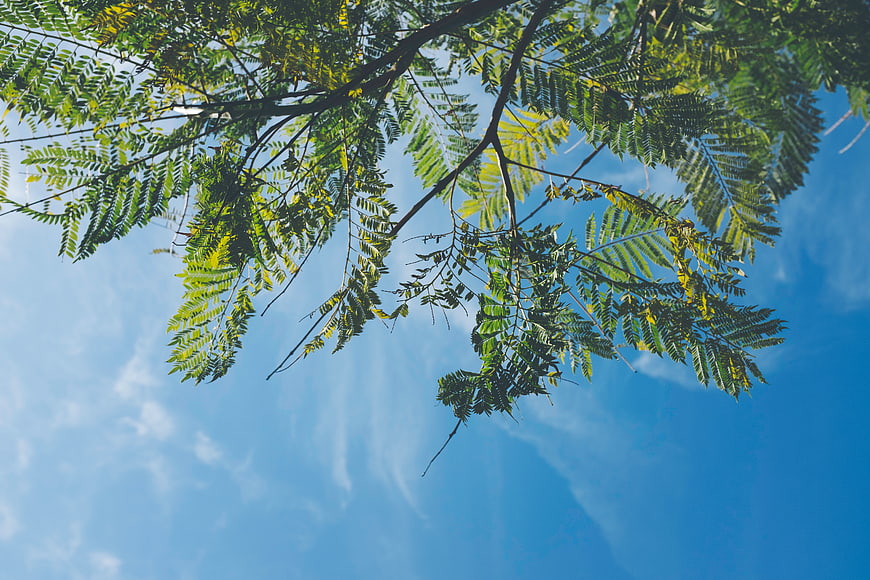 Green tree branches against a bright blue sky