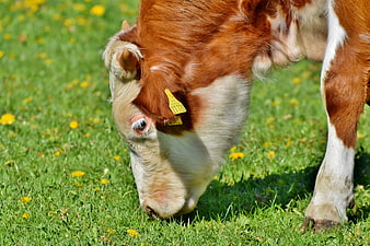Red and White Calf Grazing in Green Pasture