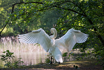 White swan spreading wings on riverbank in nature