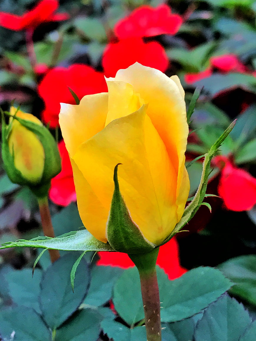 Close-up of a yellow rose bud with red flowers in background