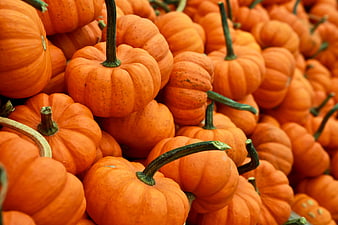 Pile of Fresh Orange Pumpkins for Halloween and Autumn