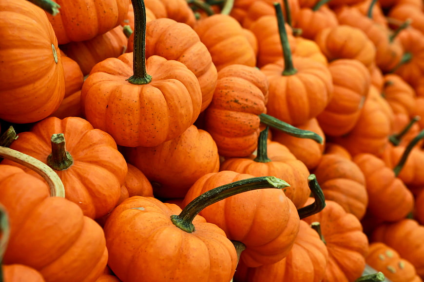 Pile of Fresh Orange Pumpkins for Halloween and Autumn