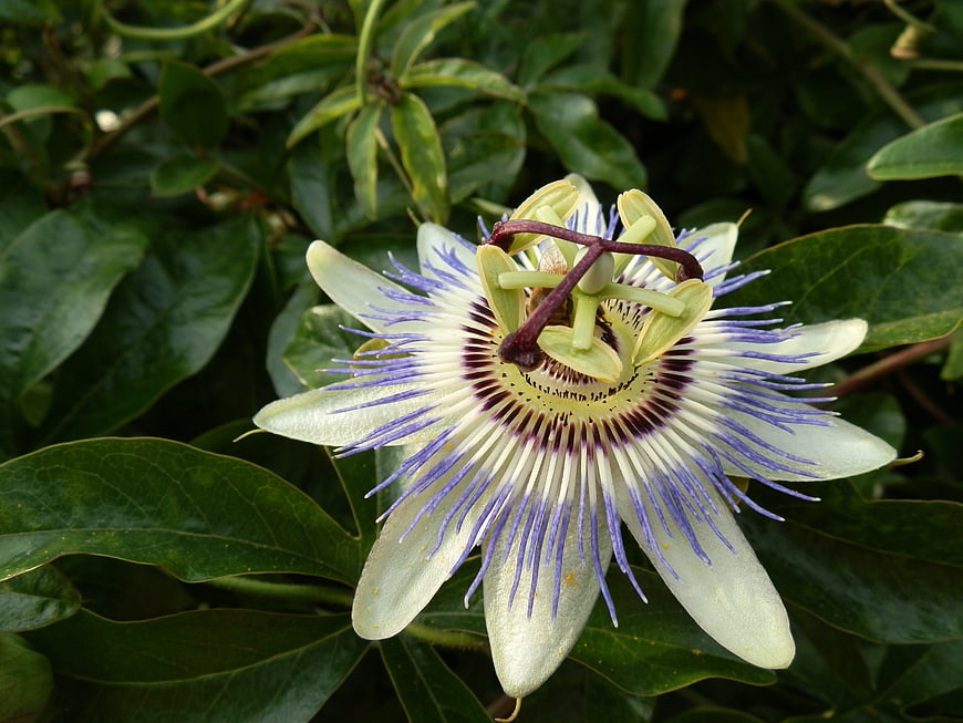 Close-up of a white and purple passionflower bloom