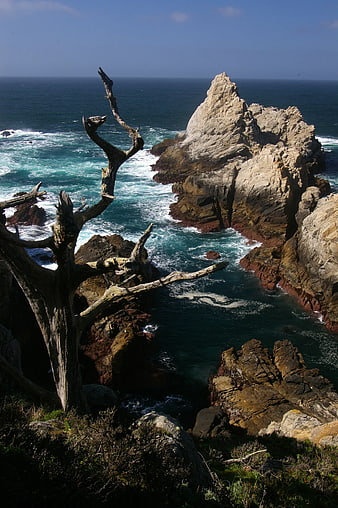 Dramatic Coastal Landscape with Dead Tree and Rocky Sea Stack