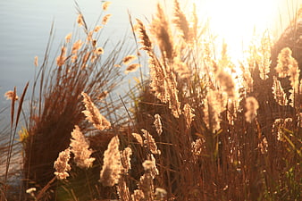 Golden sunlight illuminating pampas grass by a calm river