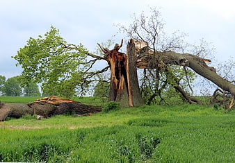 Storm Damaged Oak Tree in Green Pasture