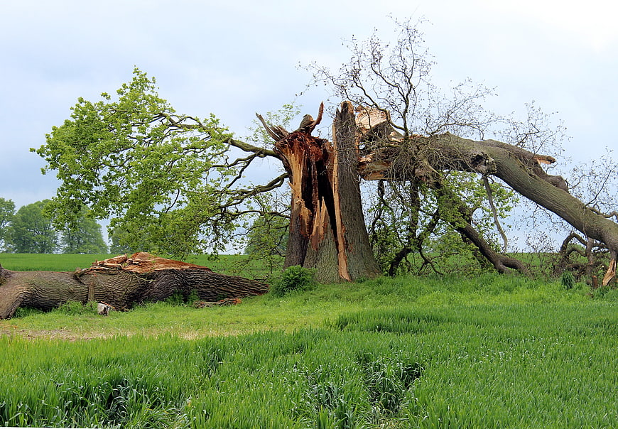 Storm Damaged Oak Tree in Green Pasture