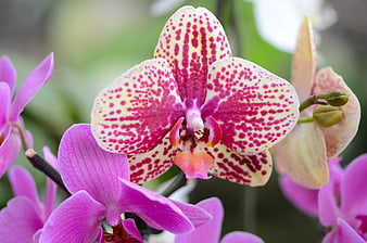 Close-up of speckled pink and white phalaenopsis orchid