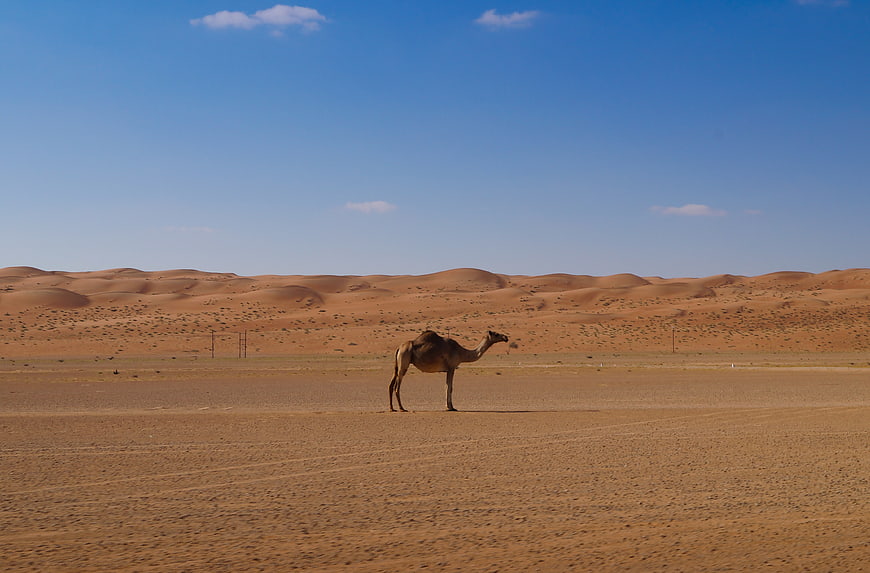 Lone Dromedary Camel Standing in Vast Desert Landscape