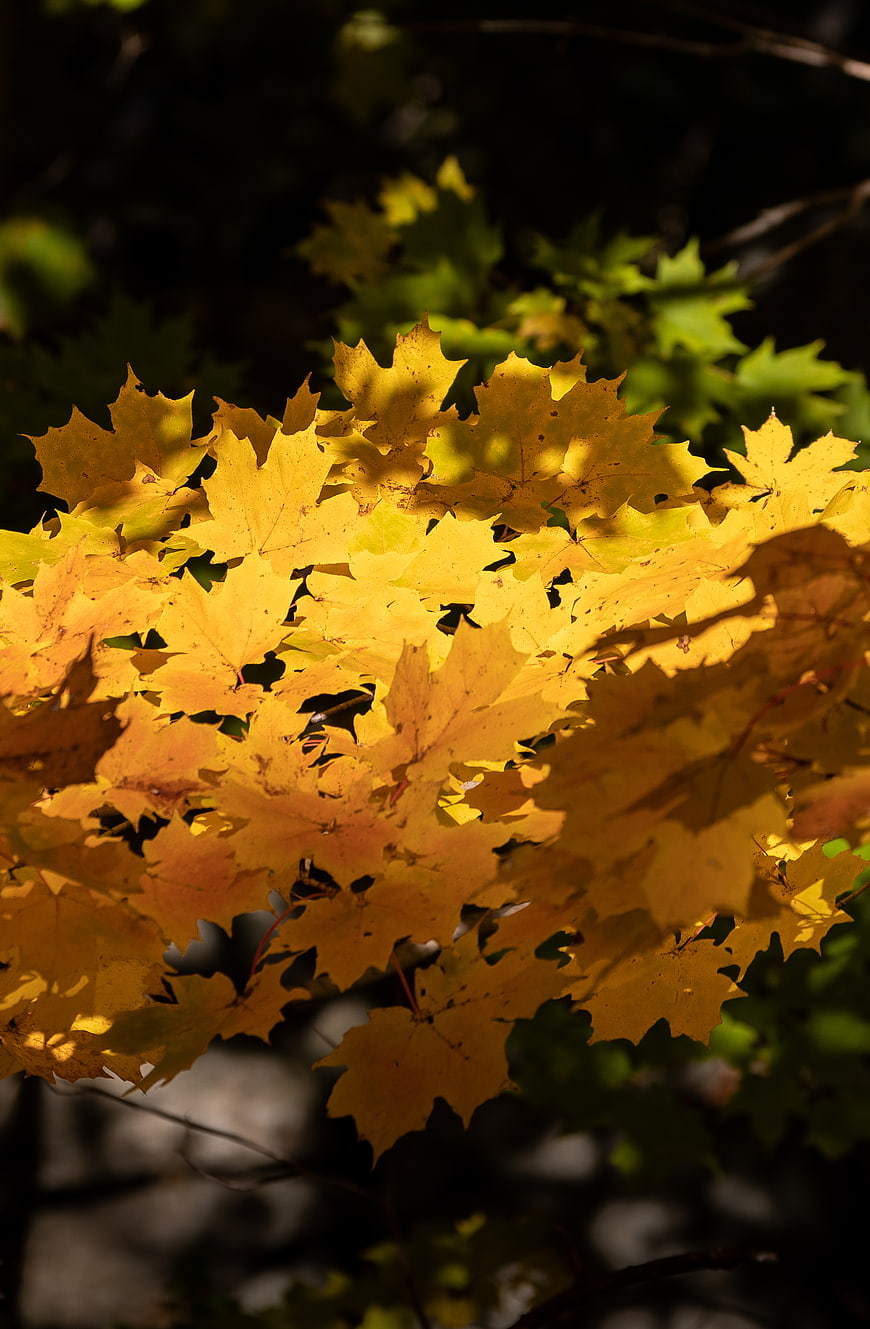 Sunlit Yellow Maple Leaves in Autumn Forest