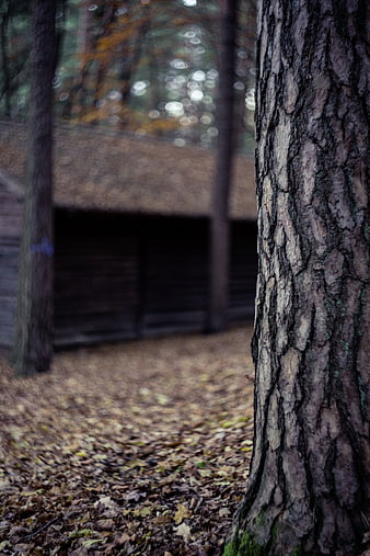 Close-up of textured pine bark in autumn forest with blurred cabin