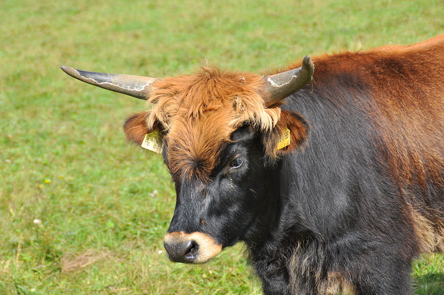 Close-up of a Highland Cow with Horns in a Green Pasture
